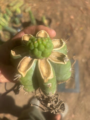 💎👑💎 Havran — Pup Graft on PC w/Roots