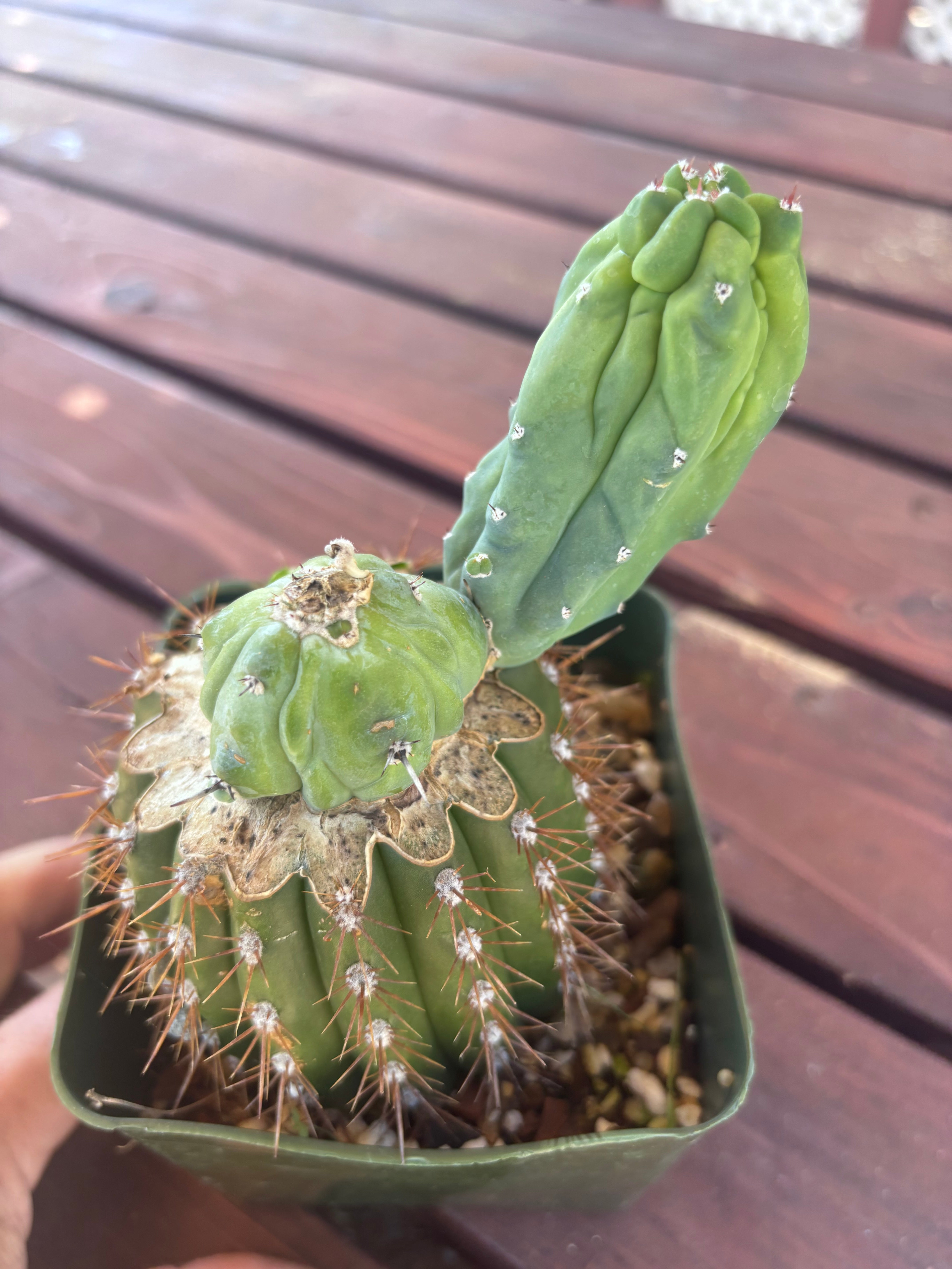 👑💎 Grecas — Butt Graft with Pup