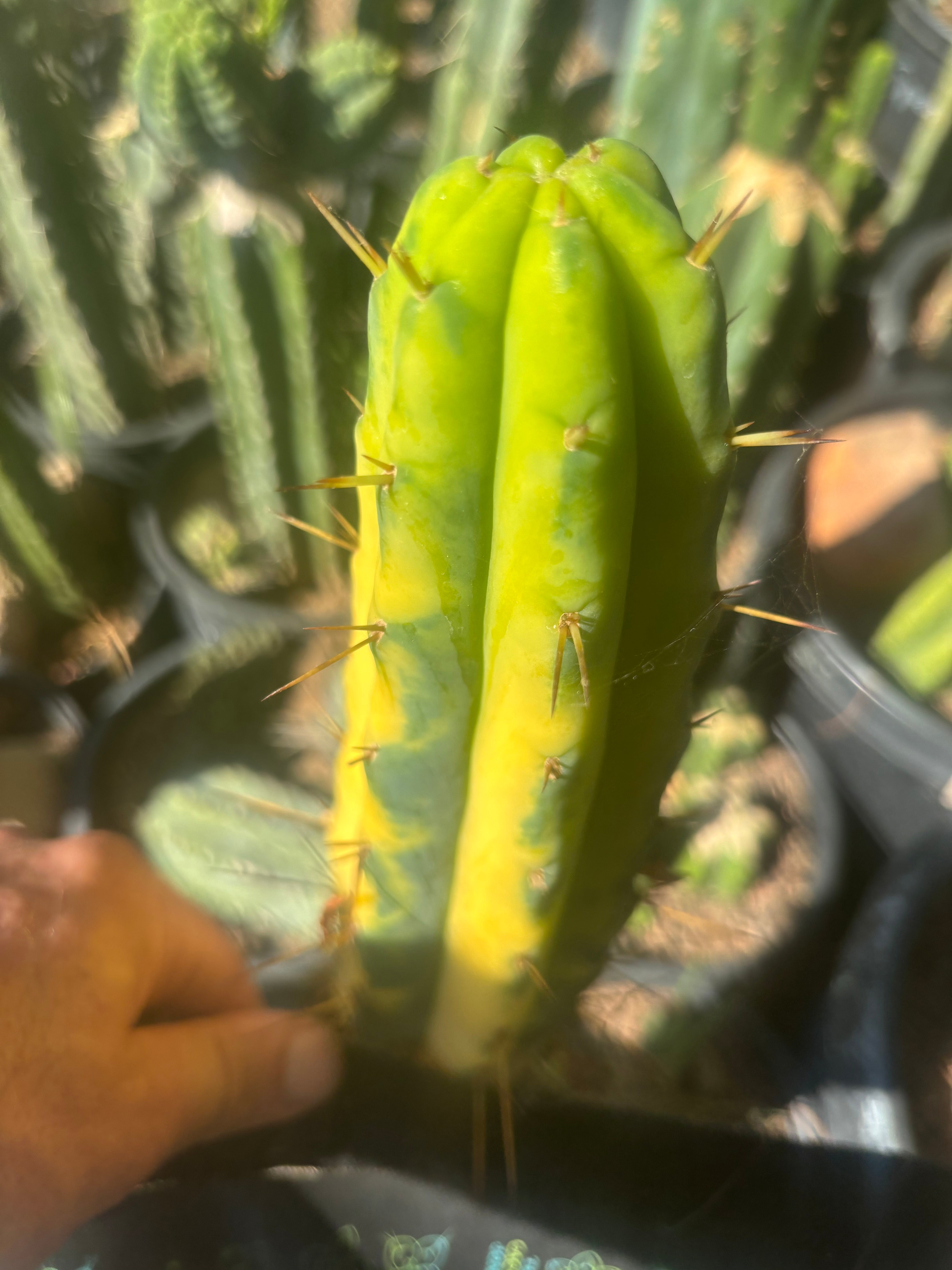 💎👑💎🌶️ Vari Heavy  — Perfect 7” Tip