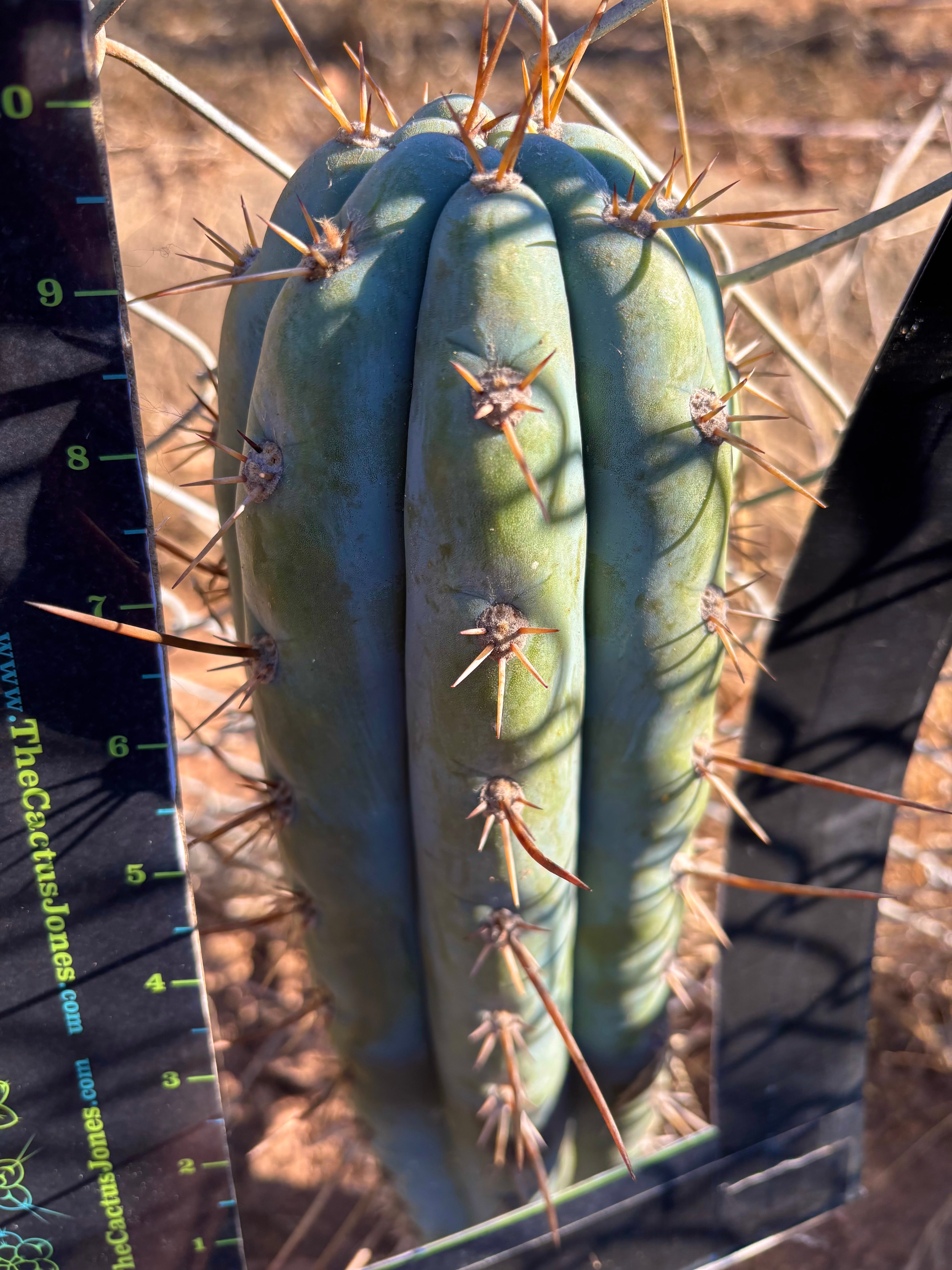 💎👑 Chuck’s Macro E — Massive 10” Tip