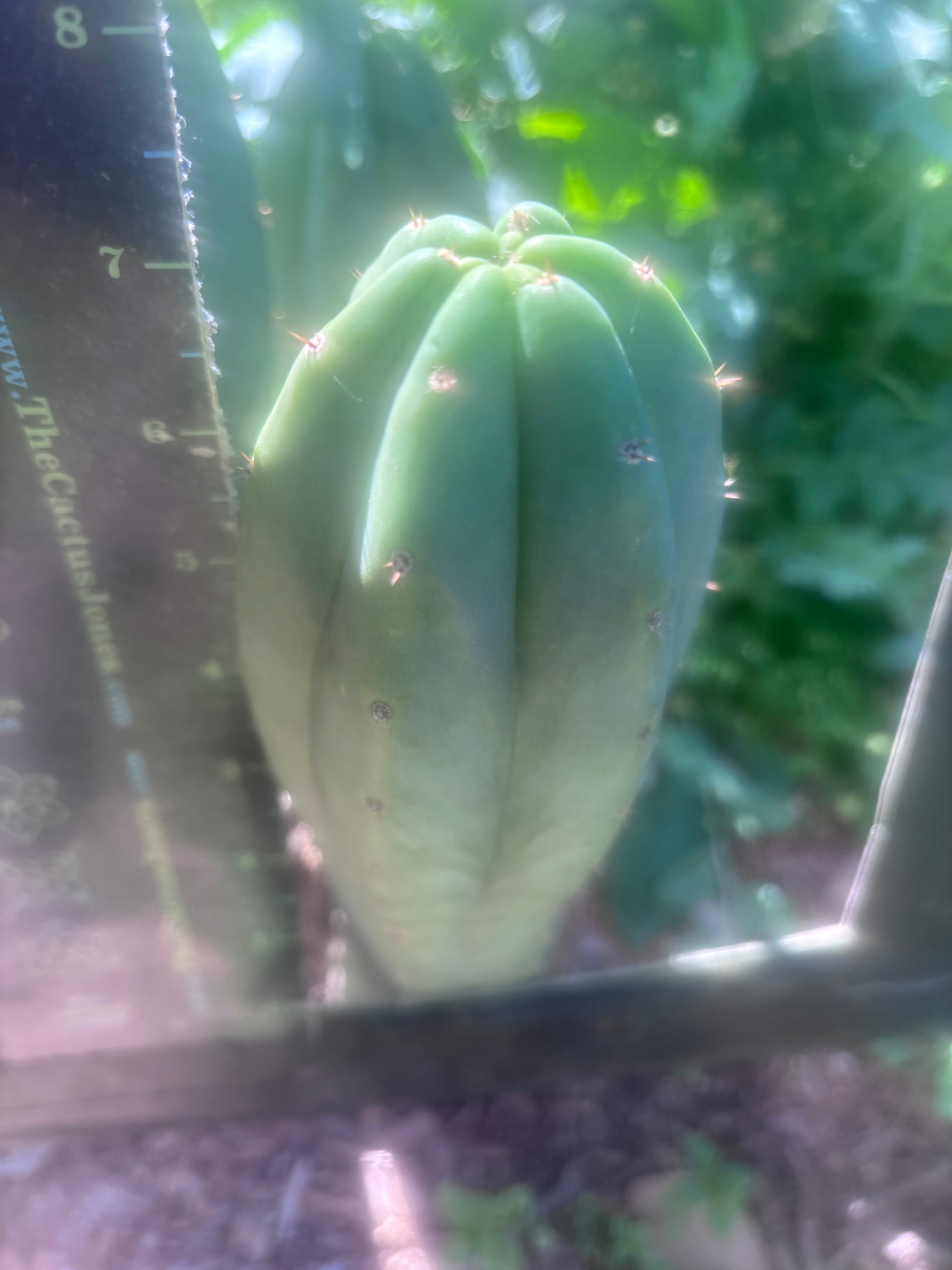 💎👑🌶️ LMP — 7” Tip