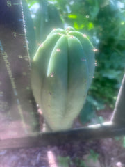 💎👑🌶️ LMP — 7” Tip