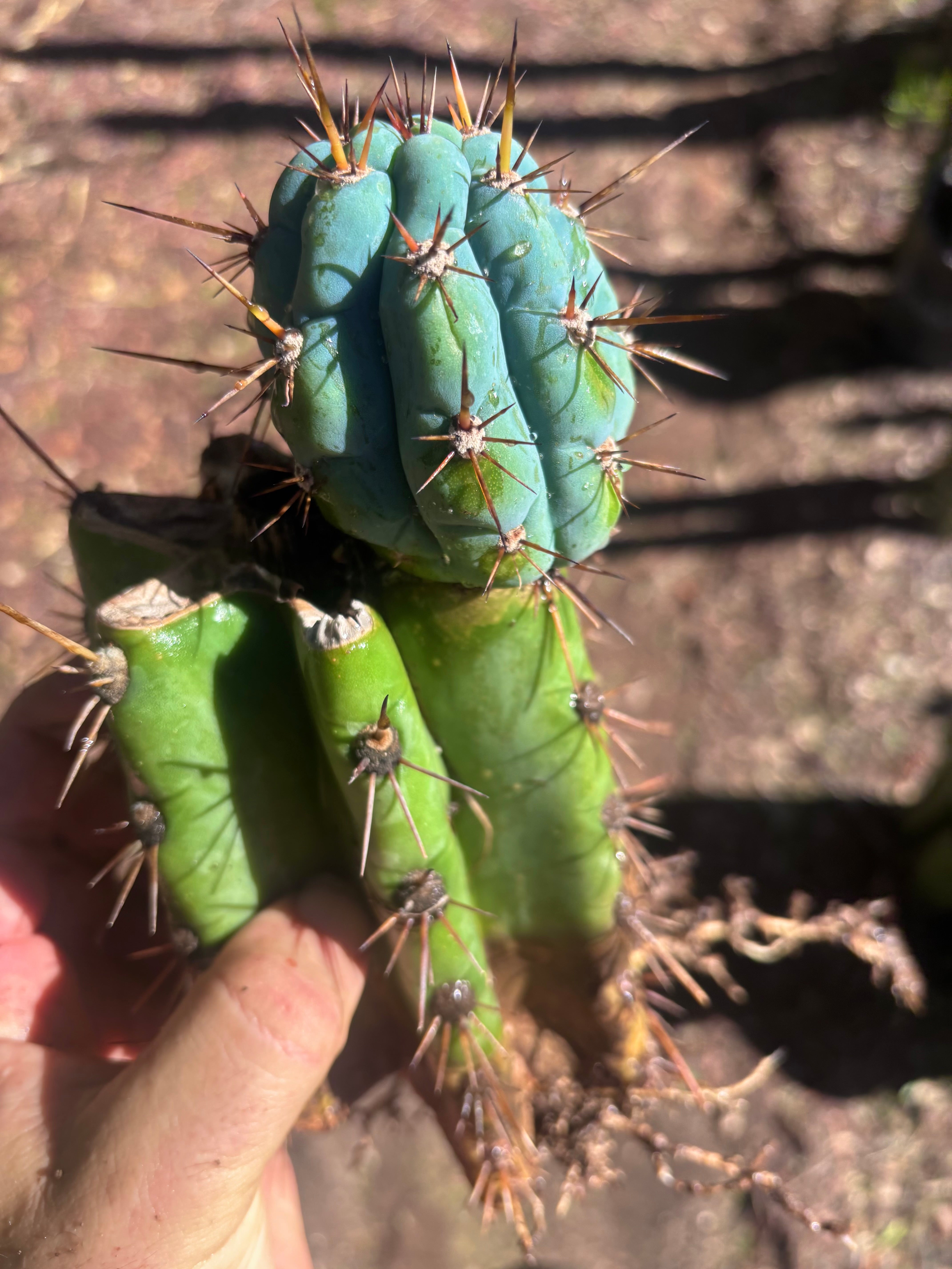💎👑💎 Papa Smurf — Thick Rooted Mid w/Pup
