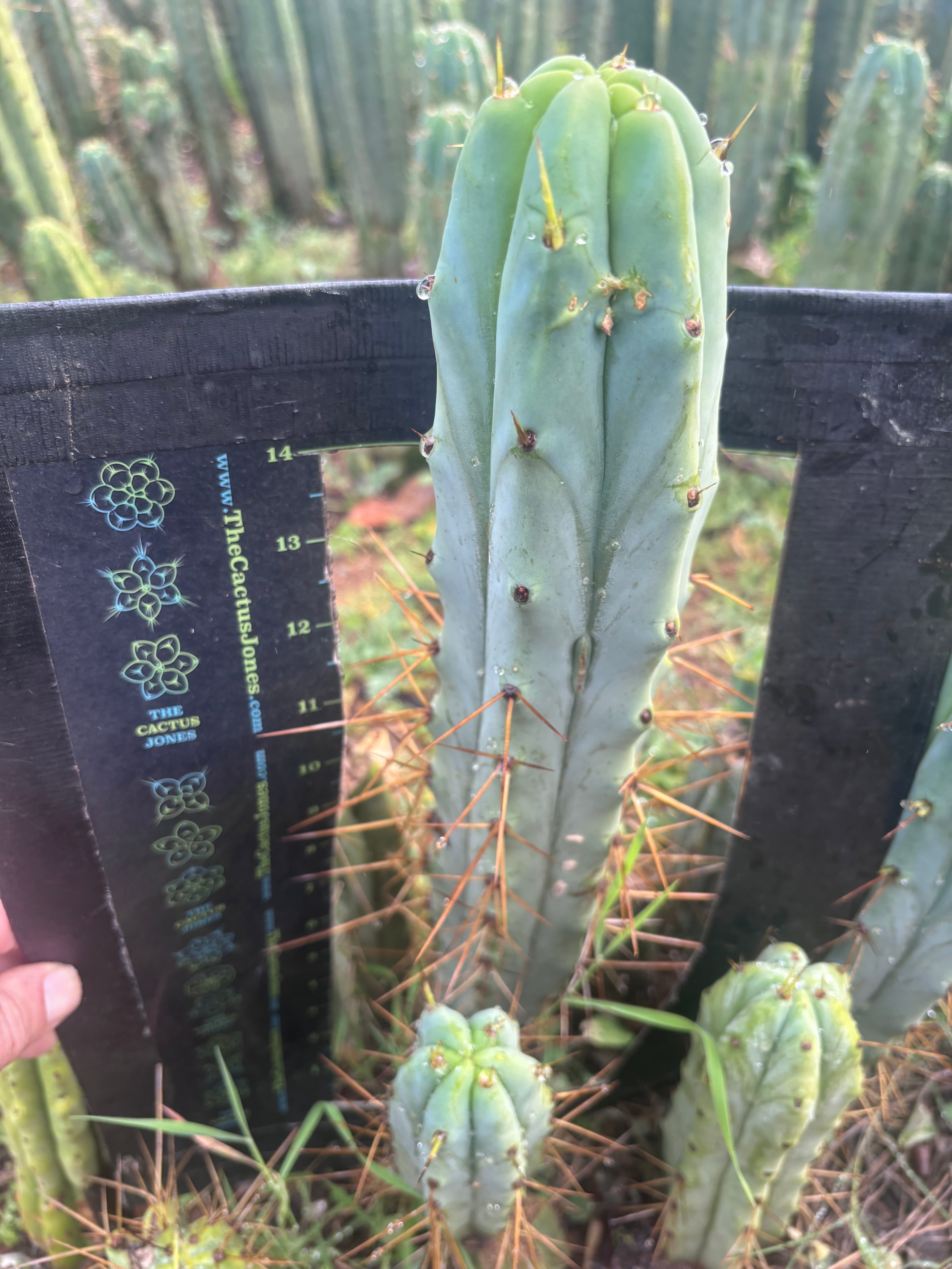 👑🌶️ Medicine Man — XL 16” Tip