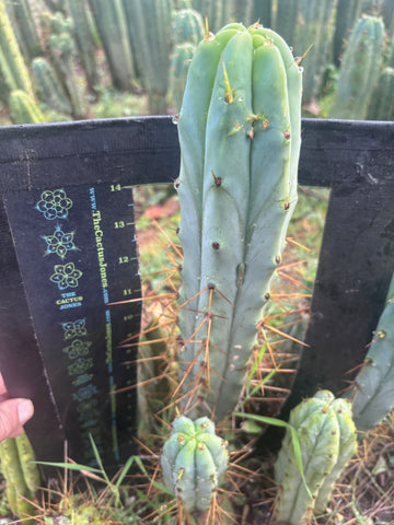 👑🌶️ Medicine Man — XL 16” Tip