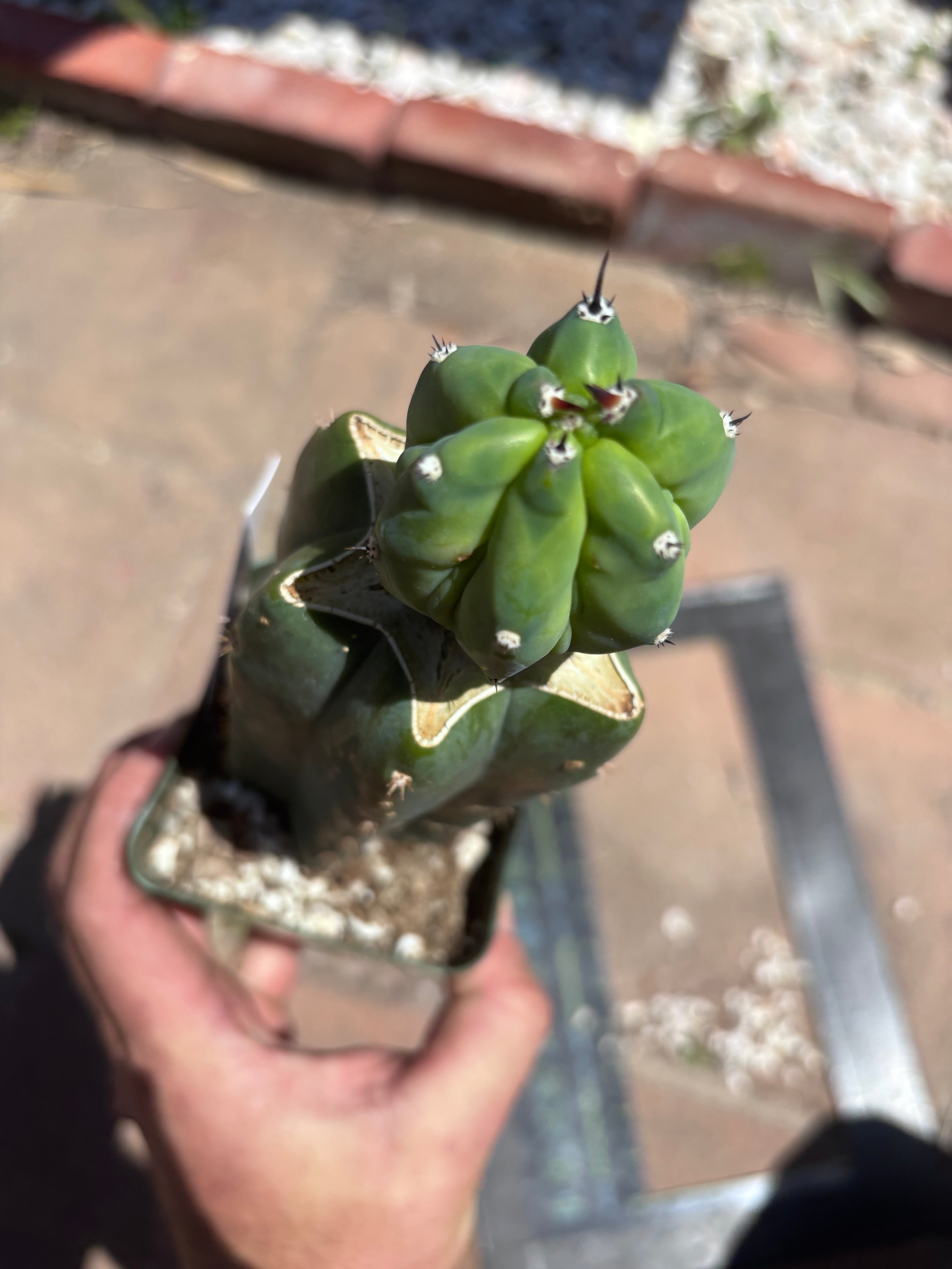 👑💎 Grecas Tip Graft — Rooted / Whole