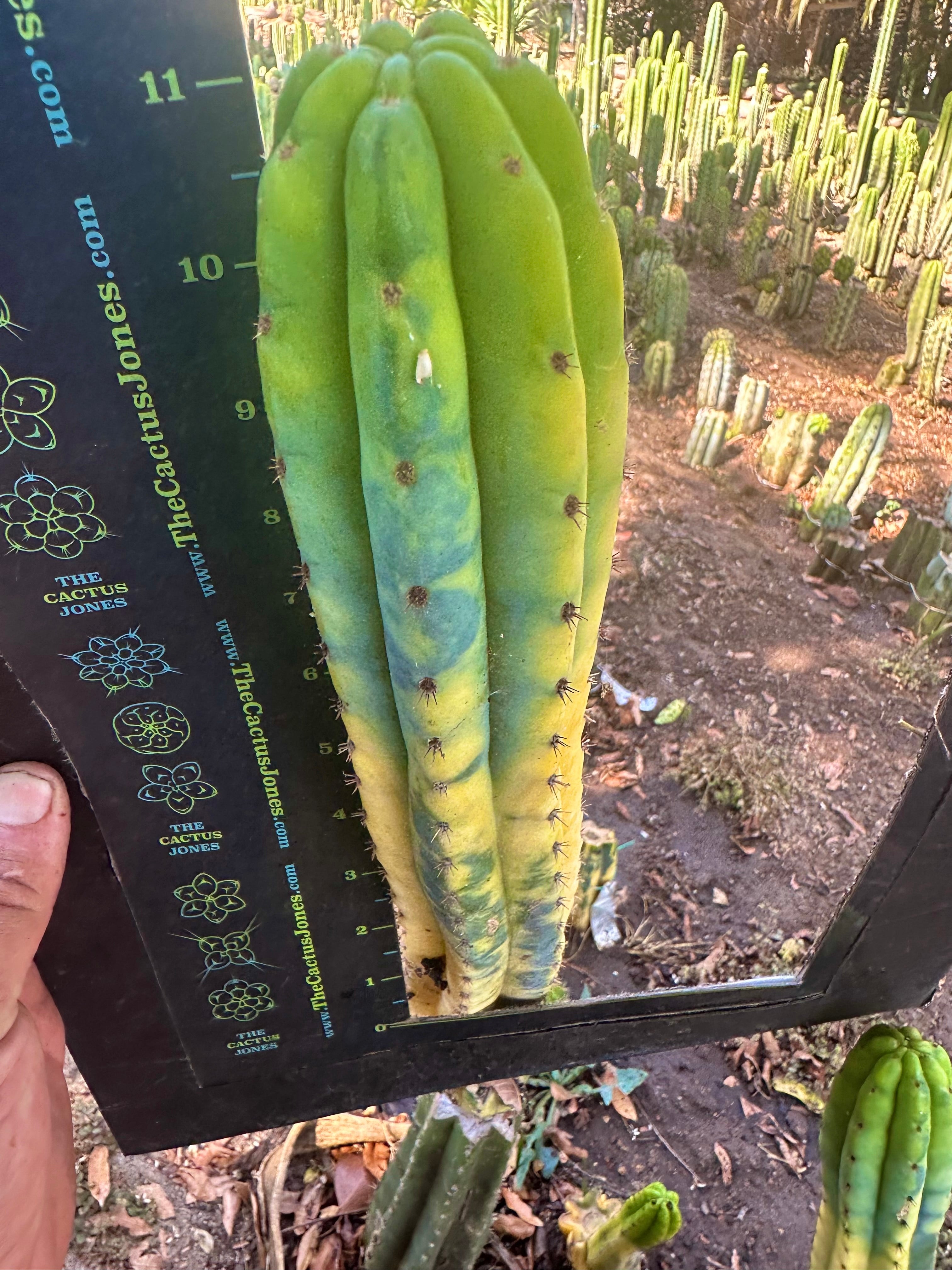 💎👑 Neon —  13” Tip