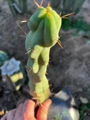 💎👑🌶️  Mel — 10” Tip