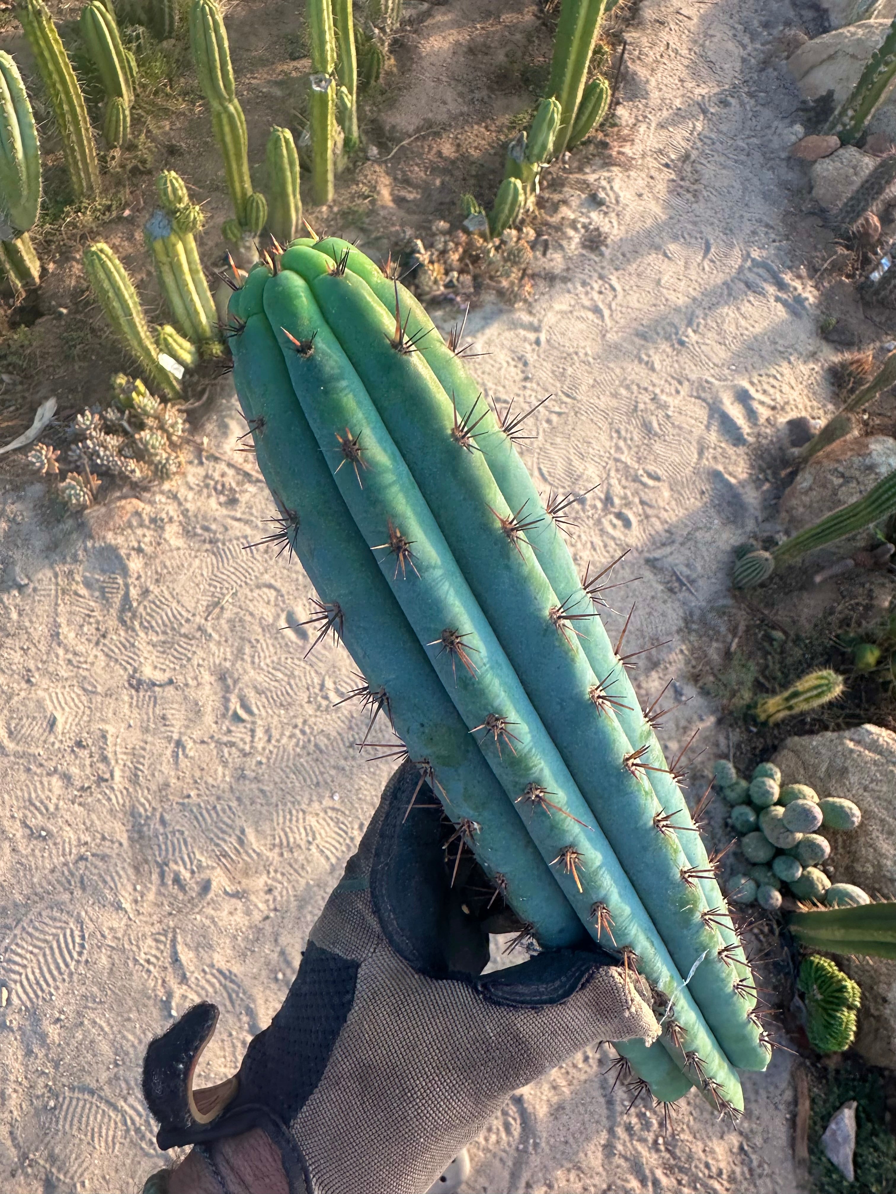 👑💎 Rimac Valley — Gorgeous 14” Tip