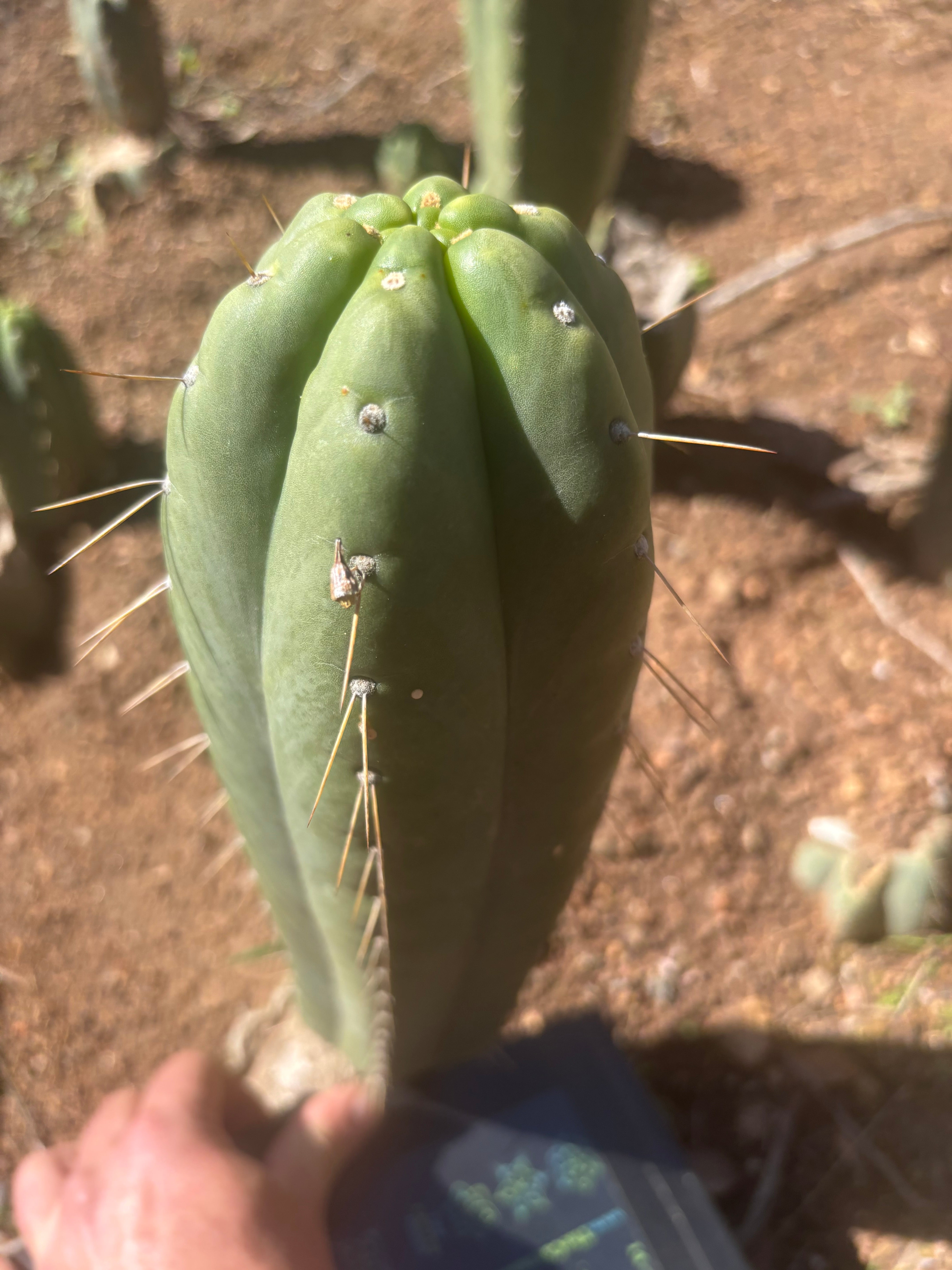 👑🌶️ Yowie — XL 13” Pup