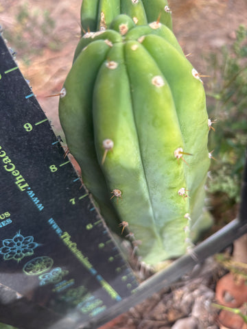 👑🌶️🌶️ Landfill — 10” Pup