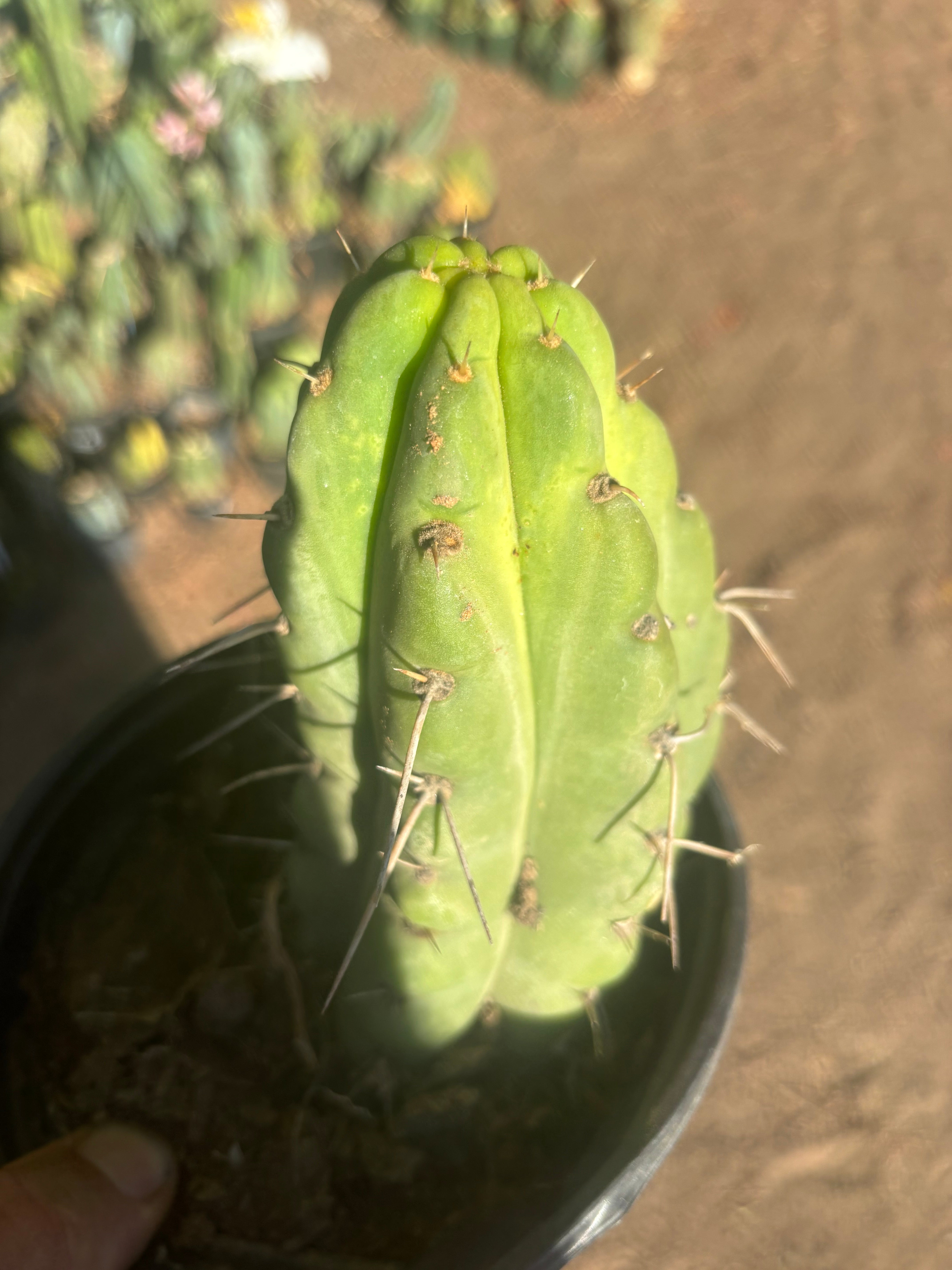 💎🌶️🌶️ NOM — Fully Rooted Grenade