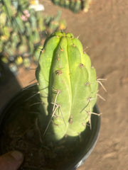 💎🌶️🌶️ NOM — Fully Rooted Grenade