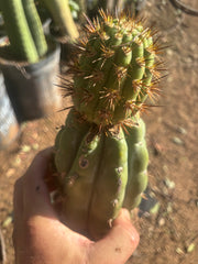 💎👑💎 T. Coquimbanus — Established Tip Graft on Rooted Shine01