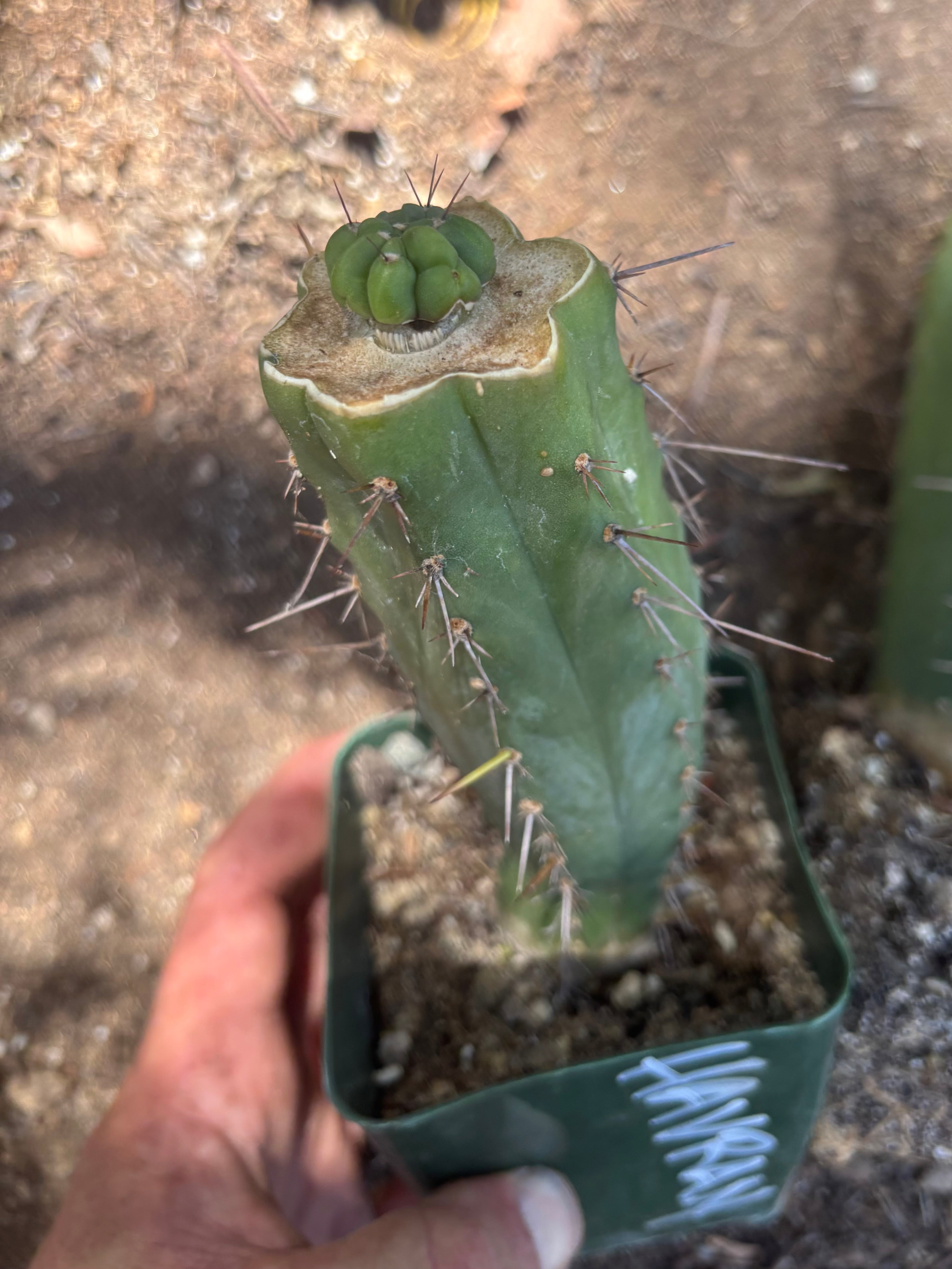 💎👑💎 Havran — Pup Graft on Rooted Hammer (2 Available)