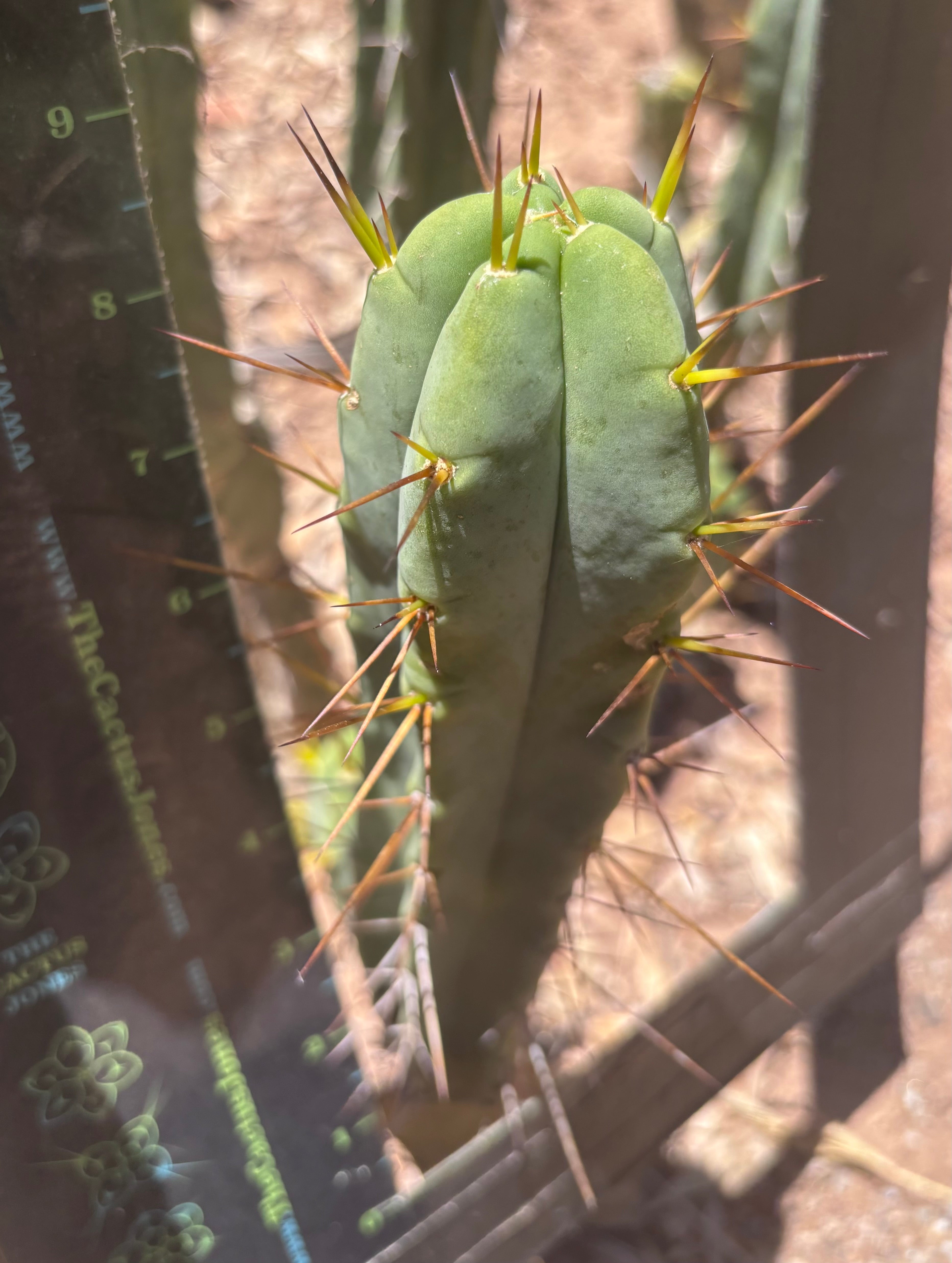 👑🌶️🌶️ Dulzura — 9” Pups