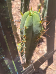 👑🌶️🌶️ Dulzura — 9” Pups