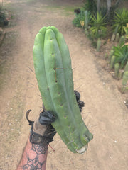 👑💎🌶️🌶️ Eileen — 12” Mega Tip
