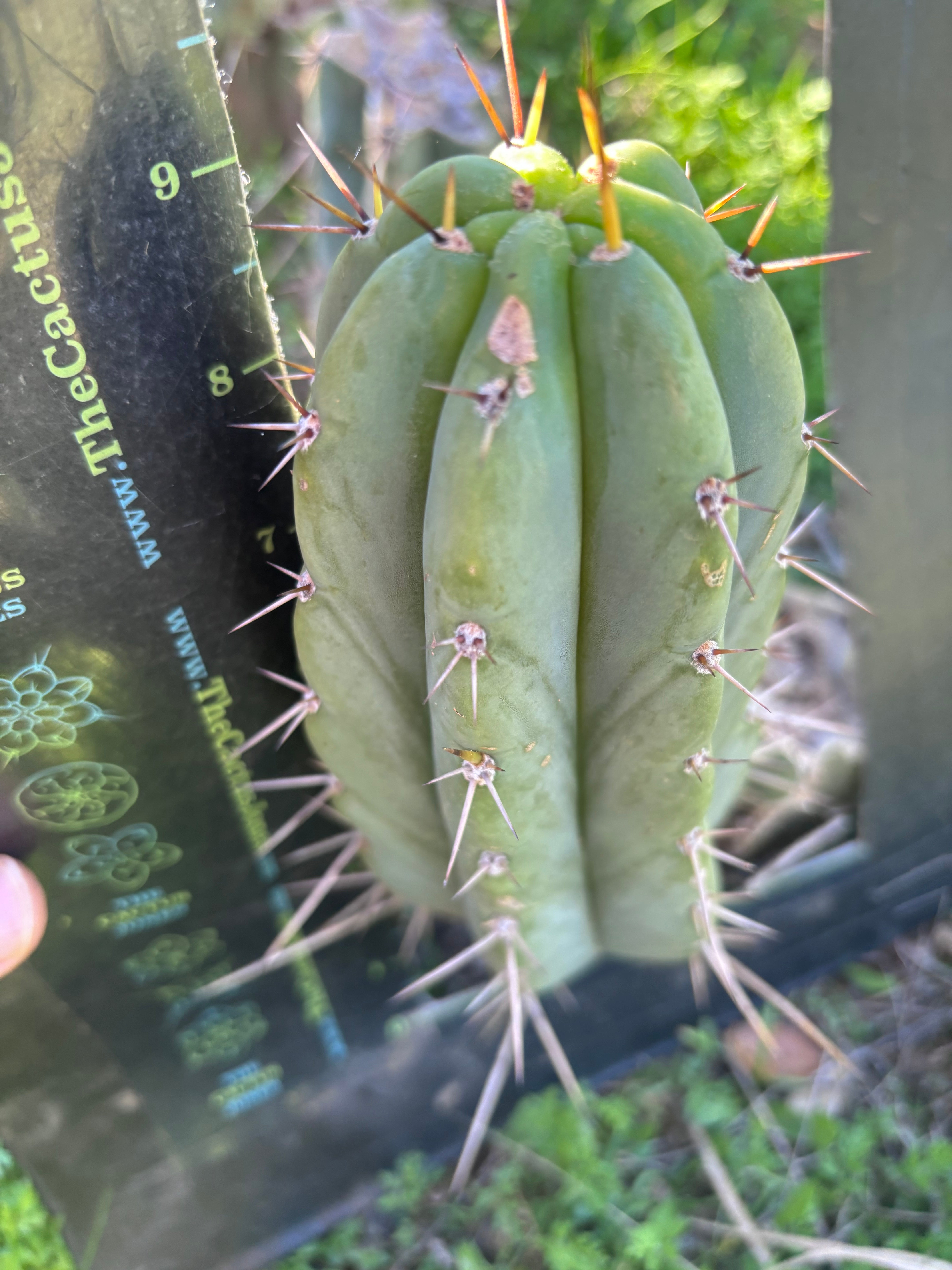 🌶️🌶️⚠️ E.R. — Chonky 9” Pup