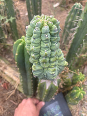 👑💎 Glorp — Another XL Graft