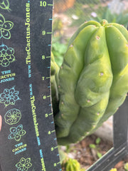 Custom Listing for Daniel S