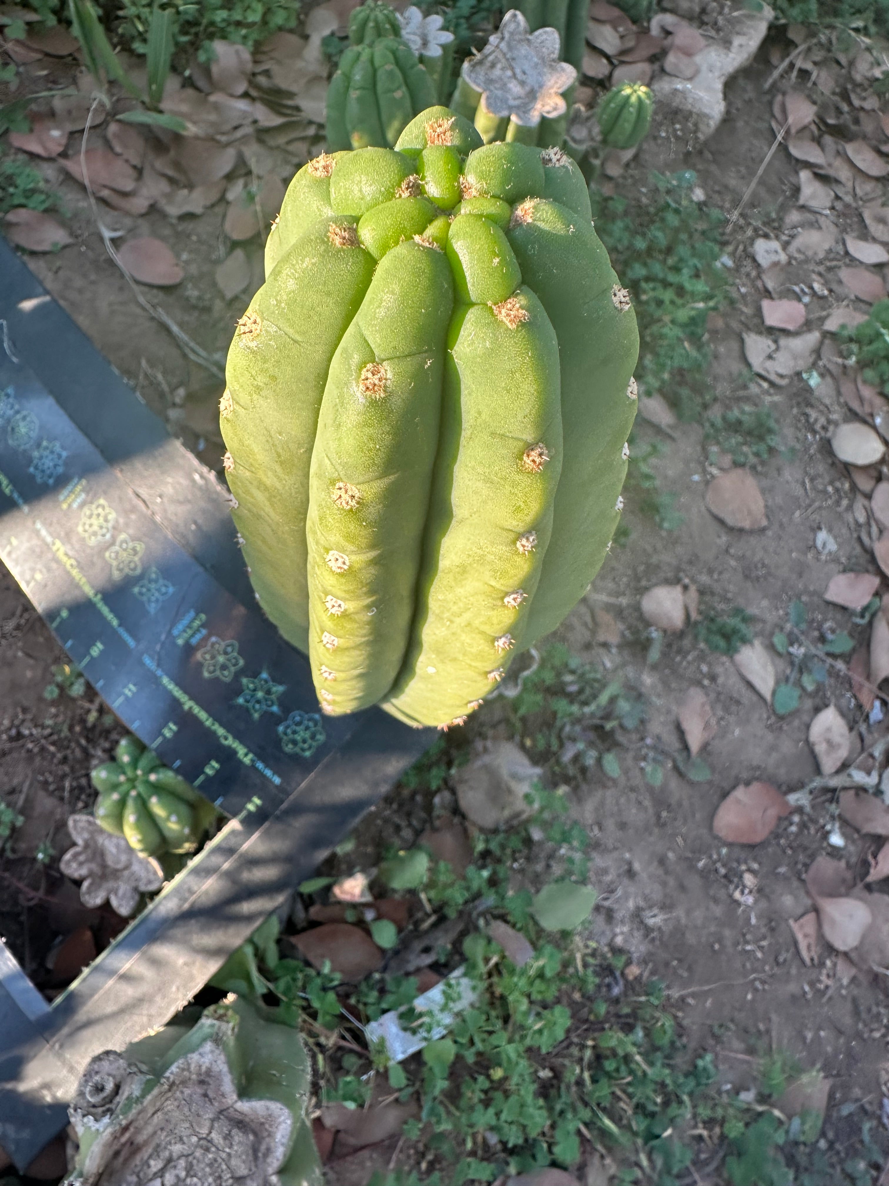 👑🌶️ The Field’s Pachanoi — Fat 10” Pup