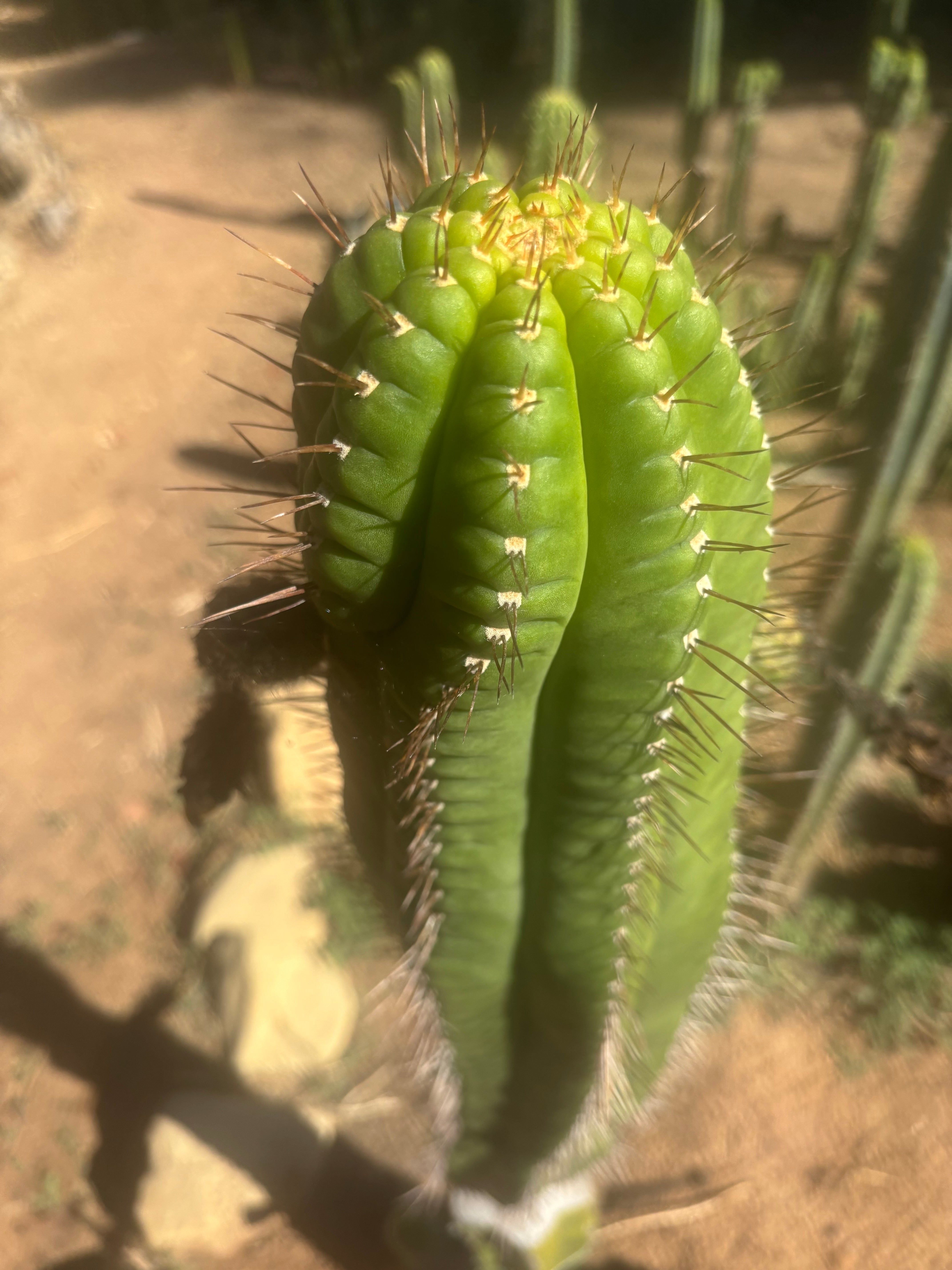 💎👑💎❗️Parques De Leyendes —BK08611.4 Clone A — Established Rooted Slab Graft w/ Large Pup