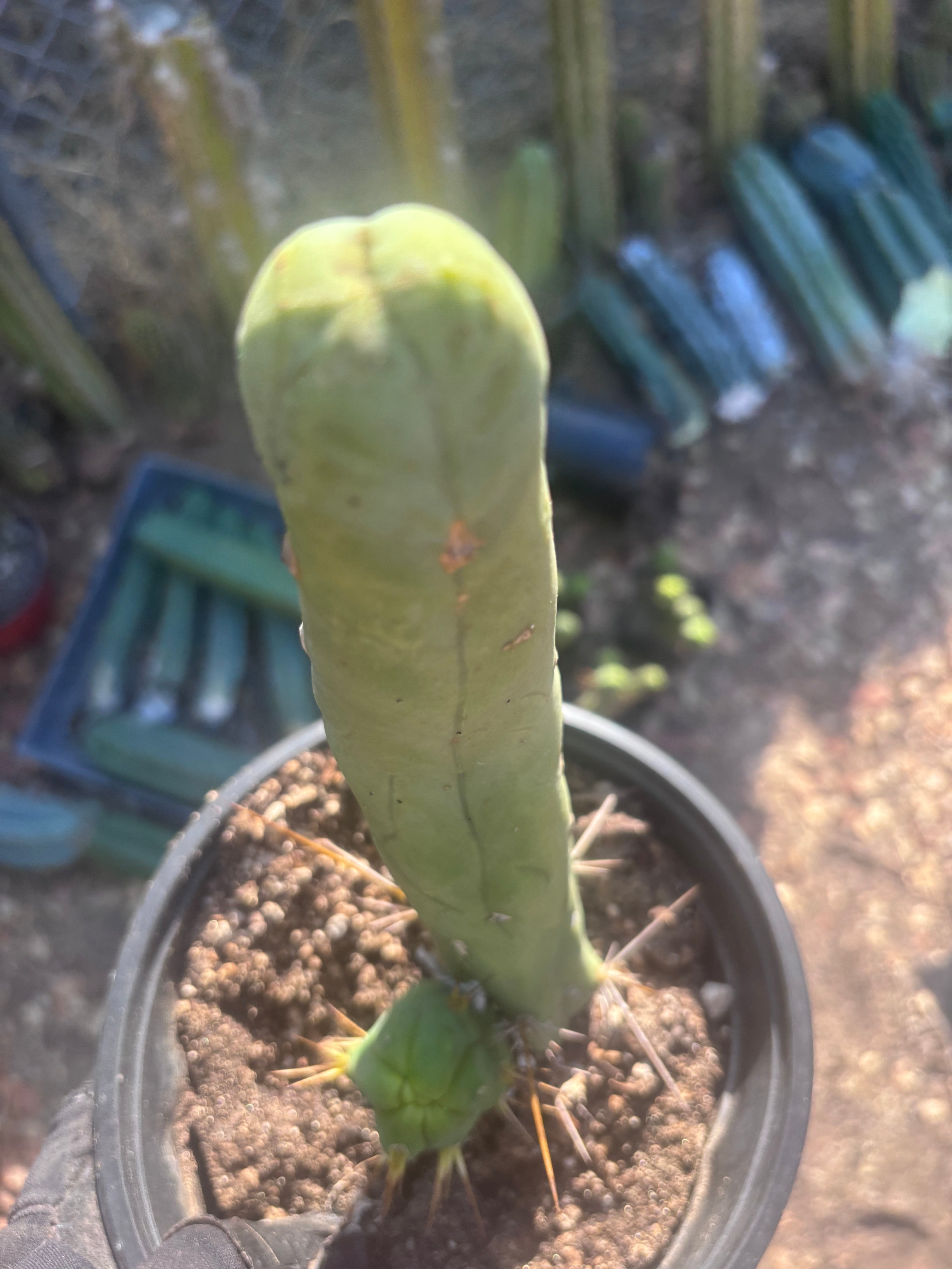 👑🌶️ TBM Long Form — 10” Rooted