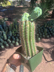 👑💎 Grecas — Butt Graft with 2 Pups