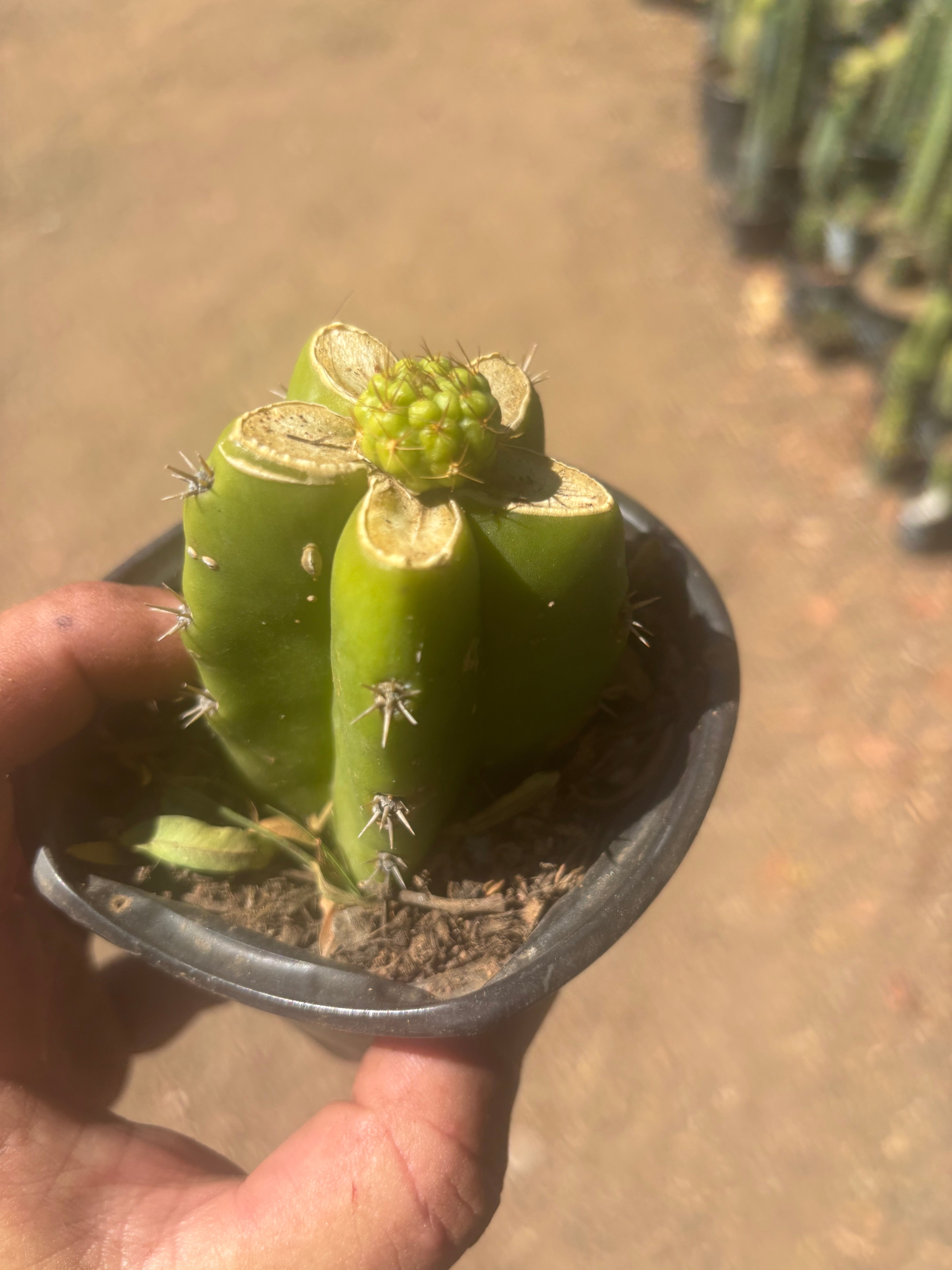 👑 Hulk’s Balls — Graft On Rooted PC