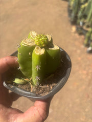 👑 Hulk’s Balls — Graft On Rooted PC