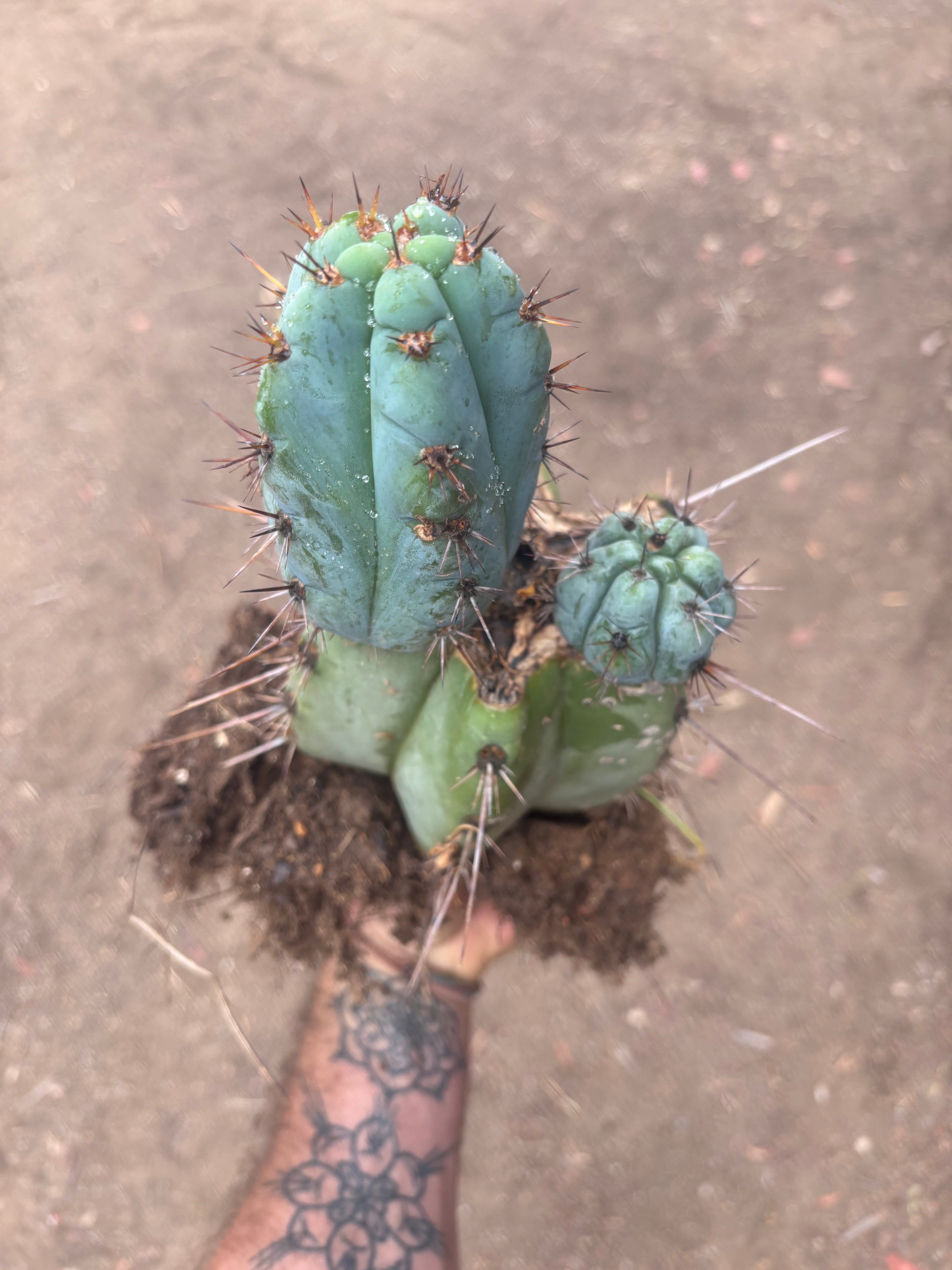 💎👑💎 Papa Smurf — *Hefty* Rooted Mid w/ Pups