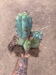 💎👑💎 Papa Smurf — *Hefty* Rooted Mid w/ Pups