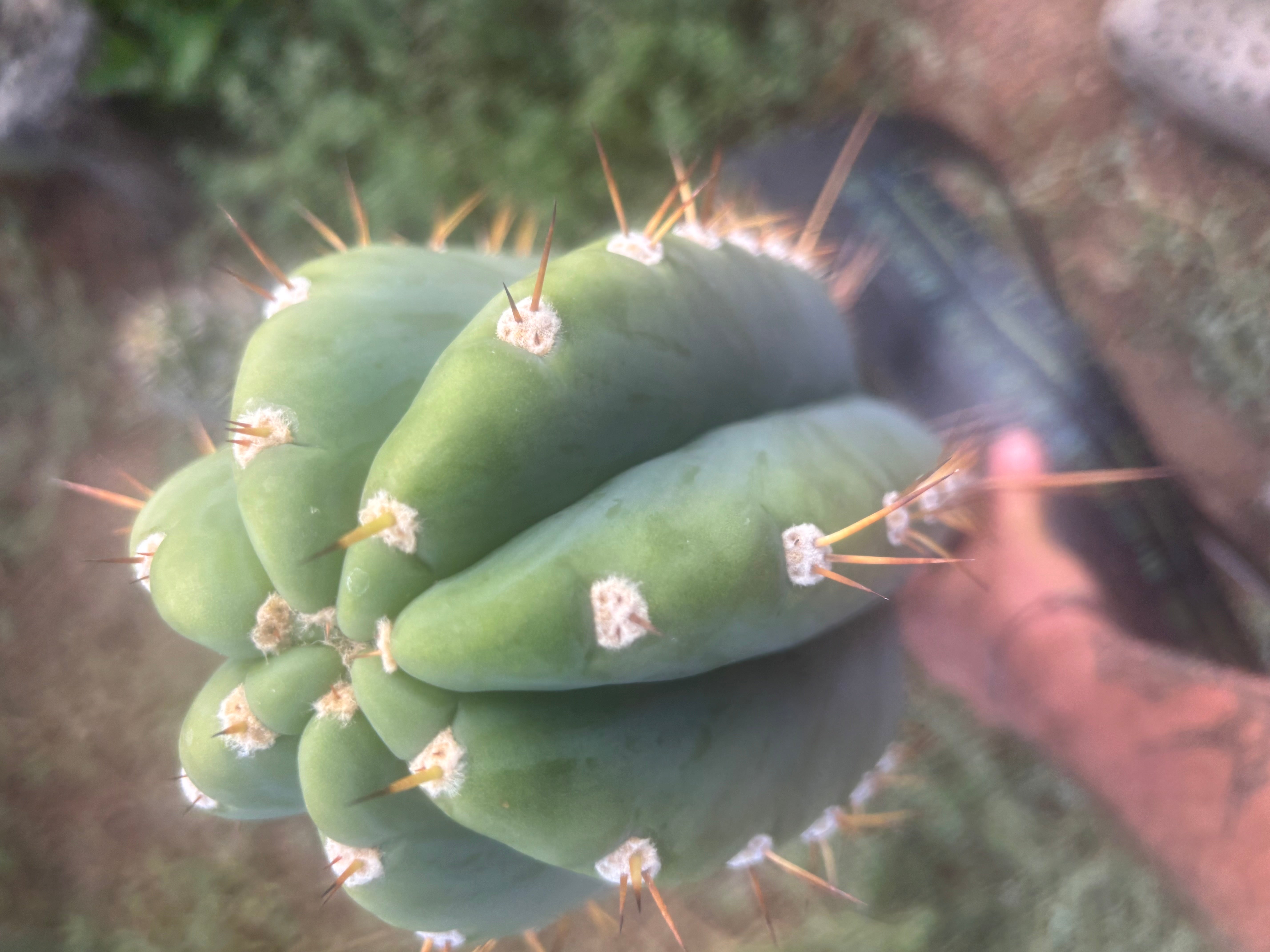 💎👑🌶️ CGG — MASSIVE 17” Melon