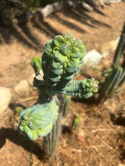 💎👑💎 Glorp —  XXL Crazy Tri Pup Graft