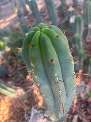 👑🌶️🌶️ Pala — Another 9” Tip
