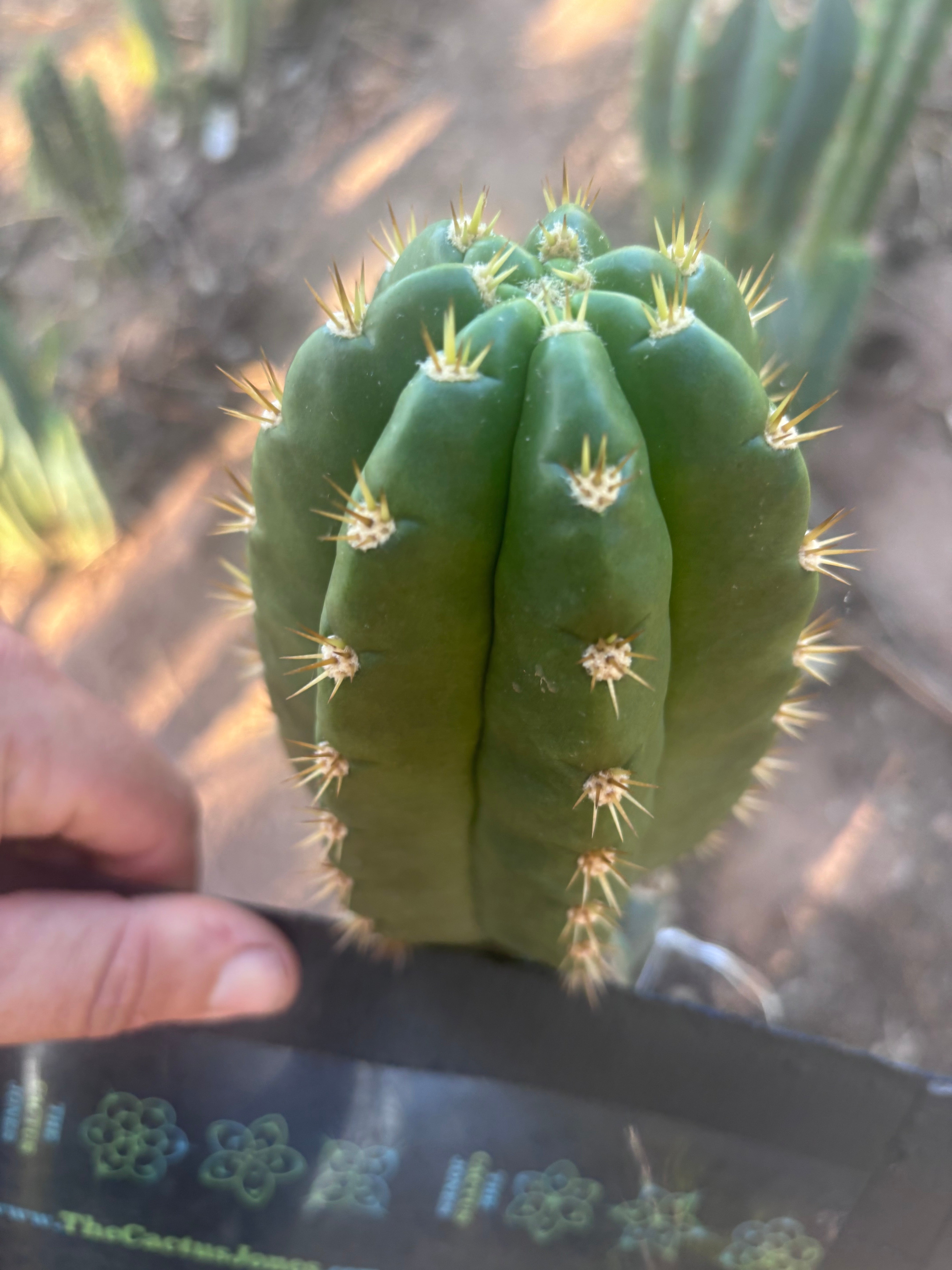 💎👑💎🌶️ CareBear — 5.5” Tip
