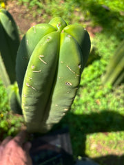 💎 Primo Aussie Scop  — 13” Tip