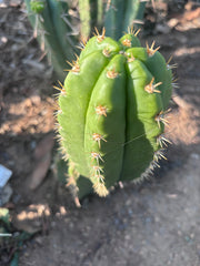 💎👑💎🌶️ CareBear — 6” Pup