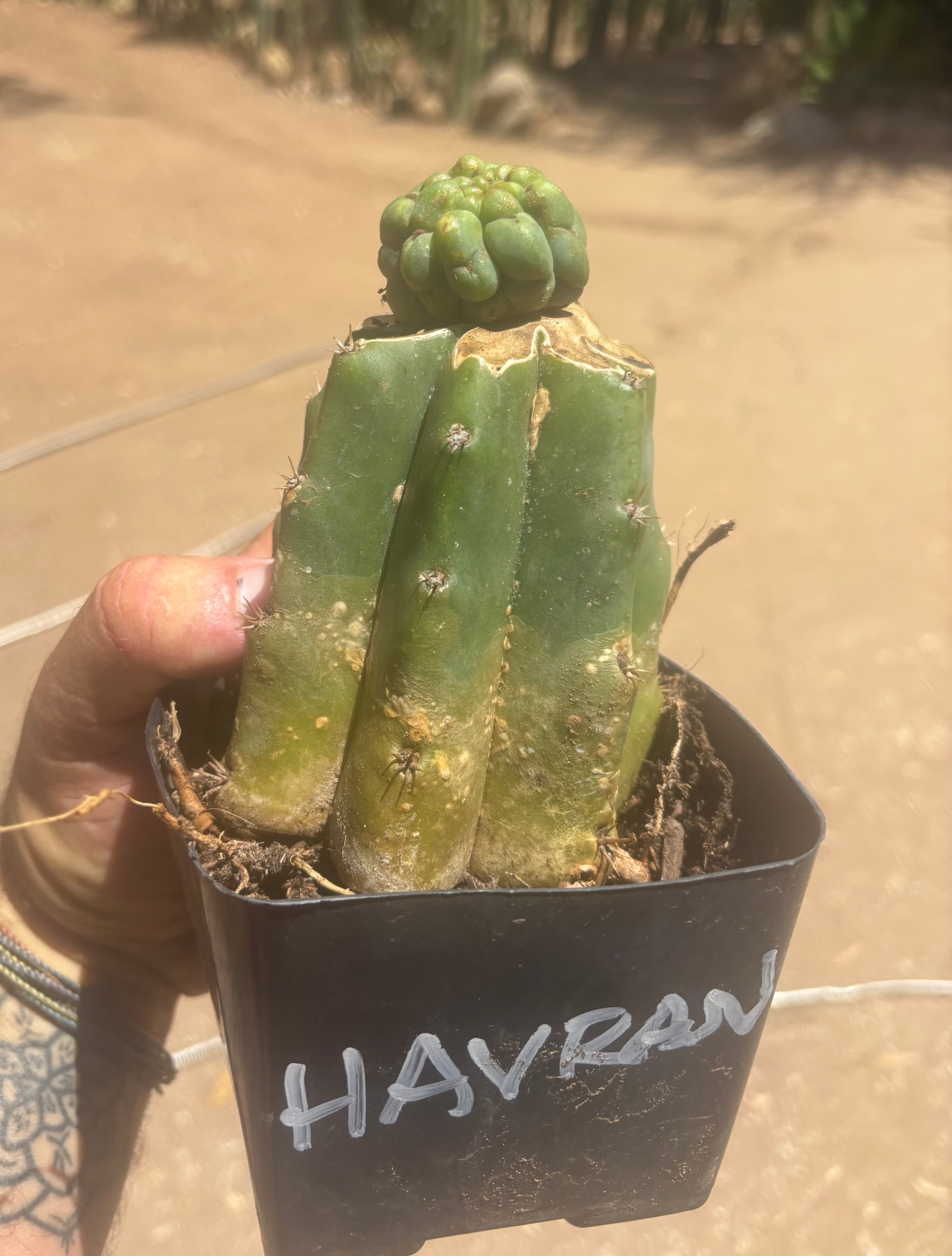 💎👑💎 Havran — Pup Graft on Rooted PC