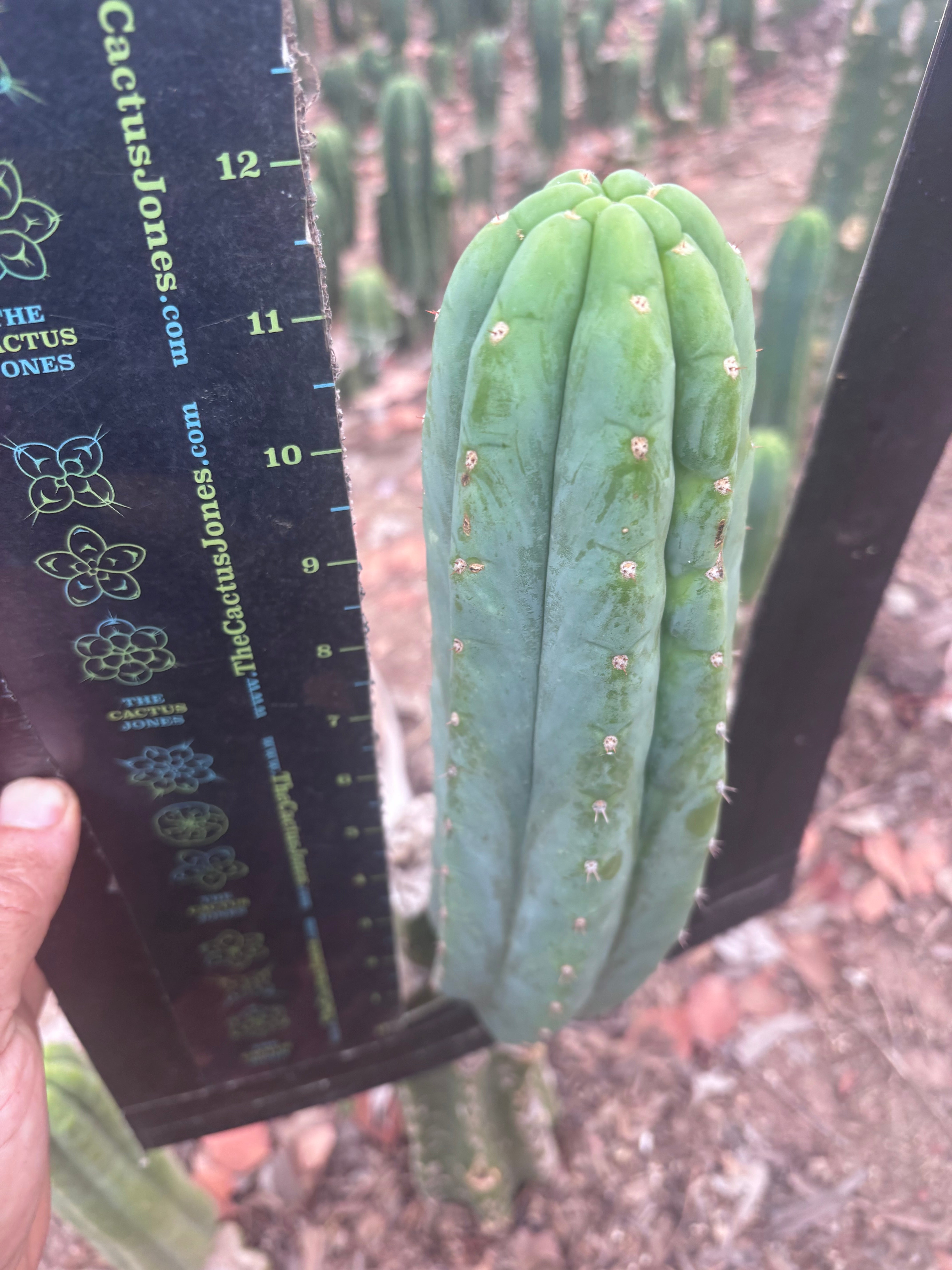 👑🌶️🌶️ Ogun — 12” Pup