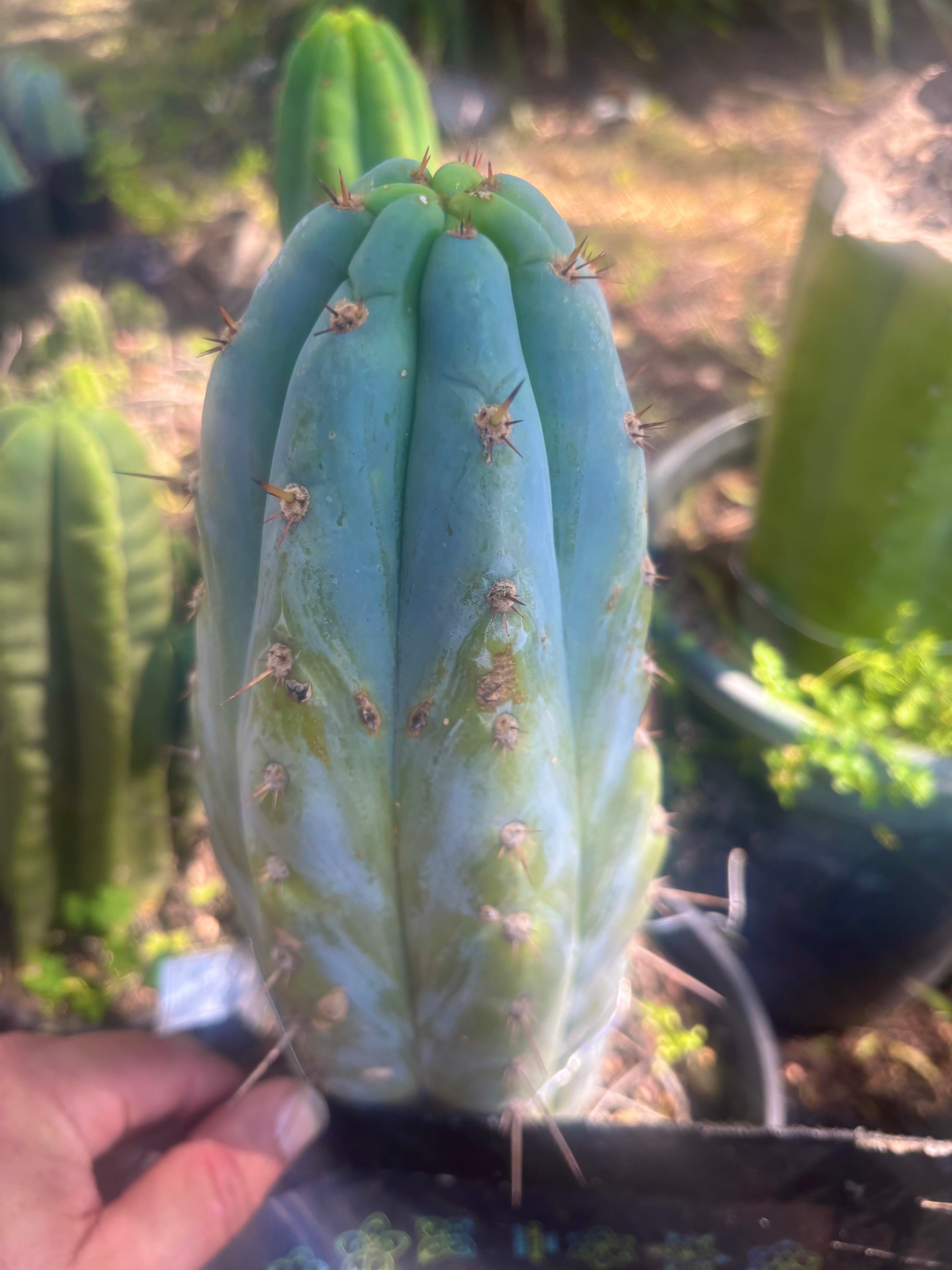 💎👑🌶️ Sharxx Blue — Thick 9” Tip