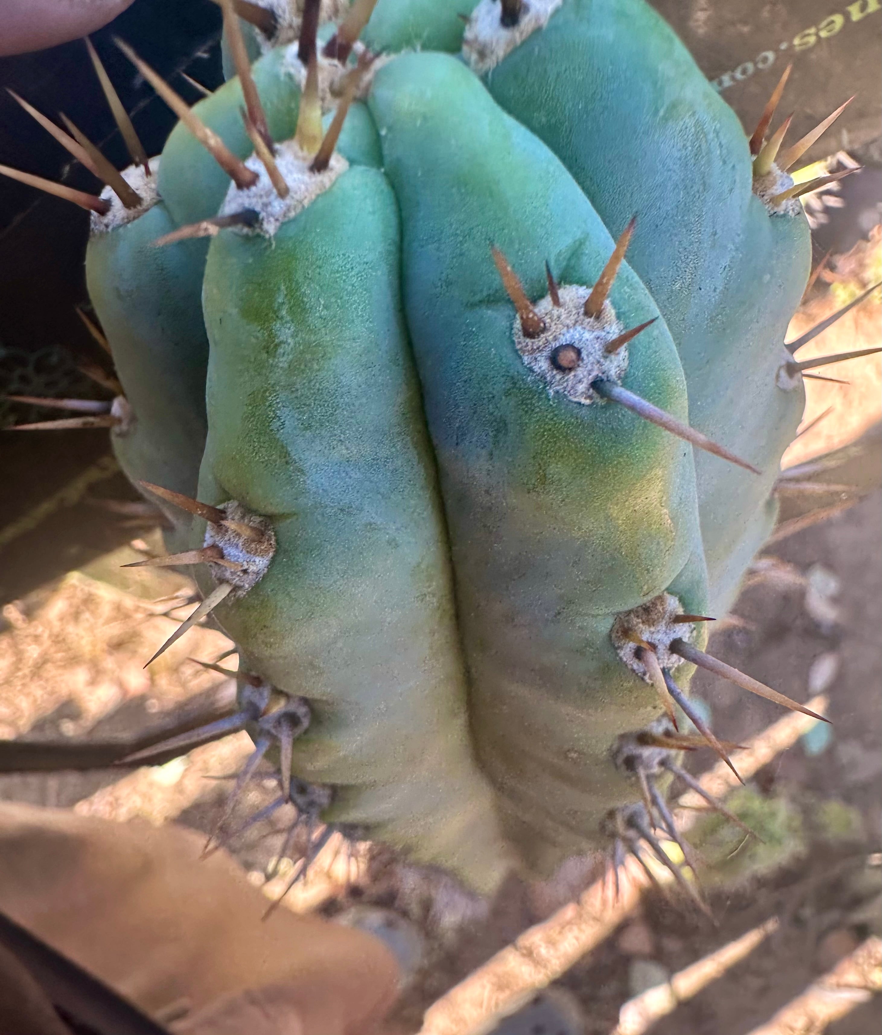 👑 Knuthianus — Chonky 10” Tip