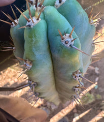👑 Knuthianus — Chonky 10” Tip