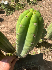 Unnamed Pachanoi — 12” Tips