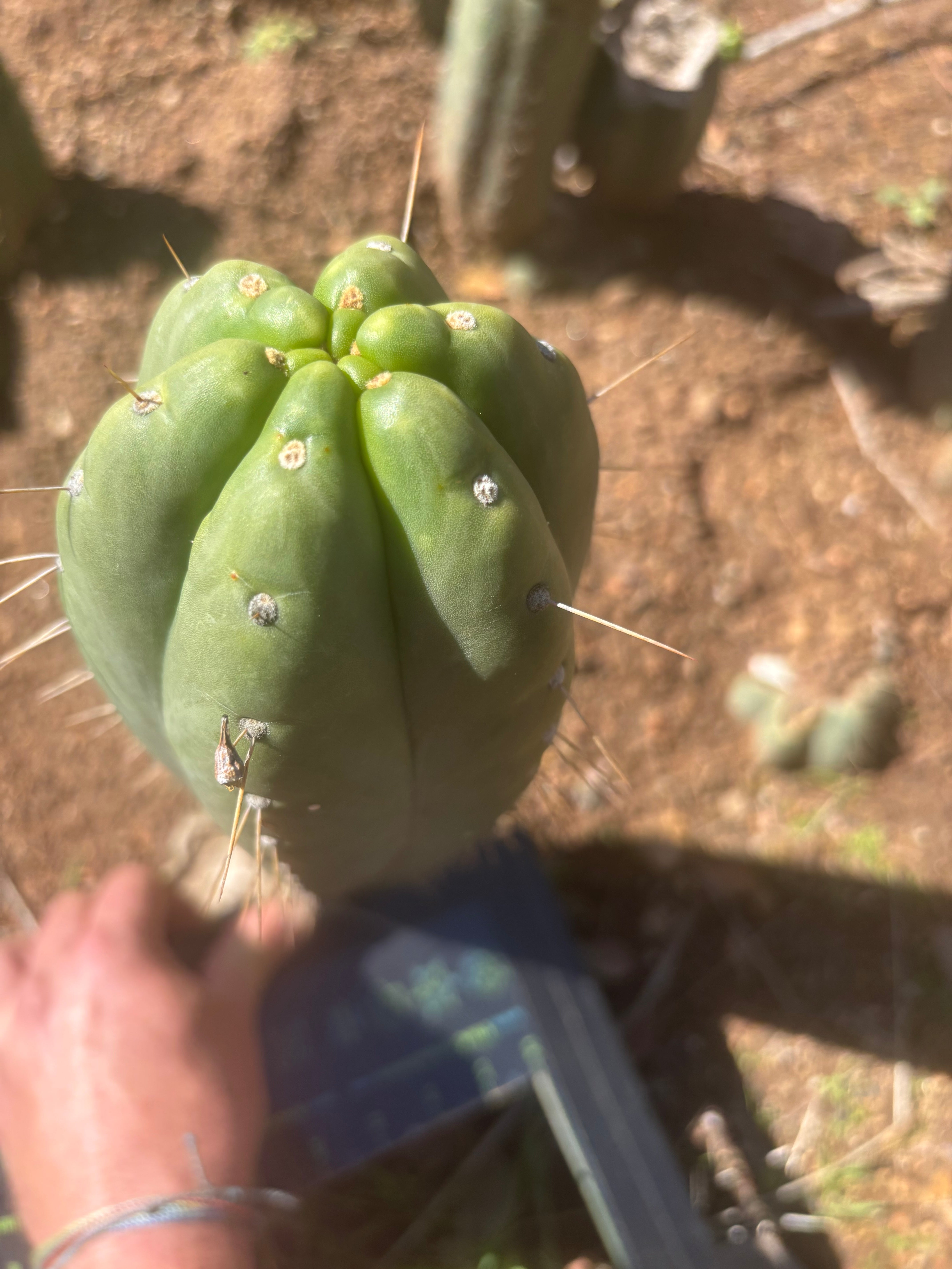 👑🌶️ Yowie — XL 13” Pup