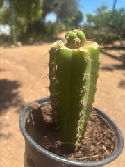 💎🌶️🌶️ NOM — Pup Graft On Seed Grown Rooted Stock