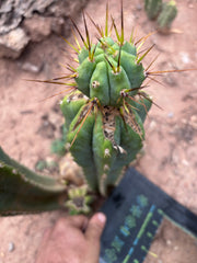 👑💎🌶️  CSD — Beefy Tip Graft