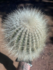 💎 T. Atacamensis — 11” x 8” Fur Melon (Last One)