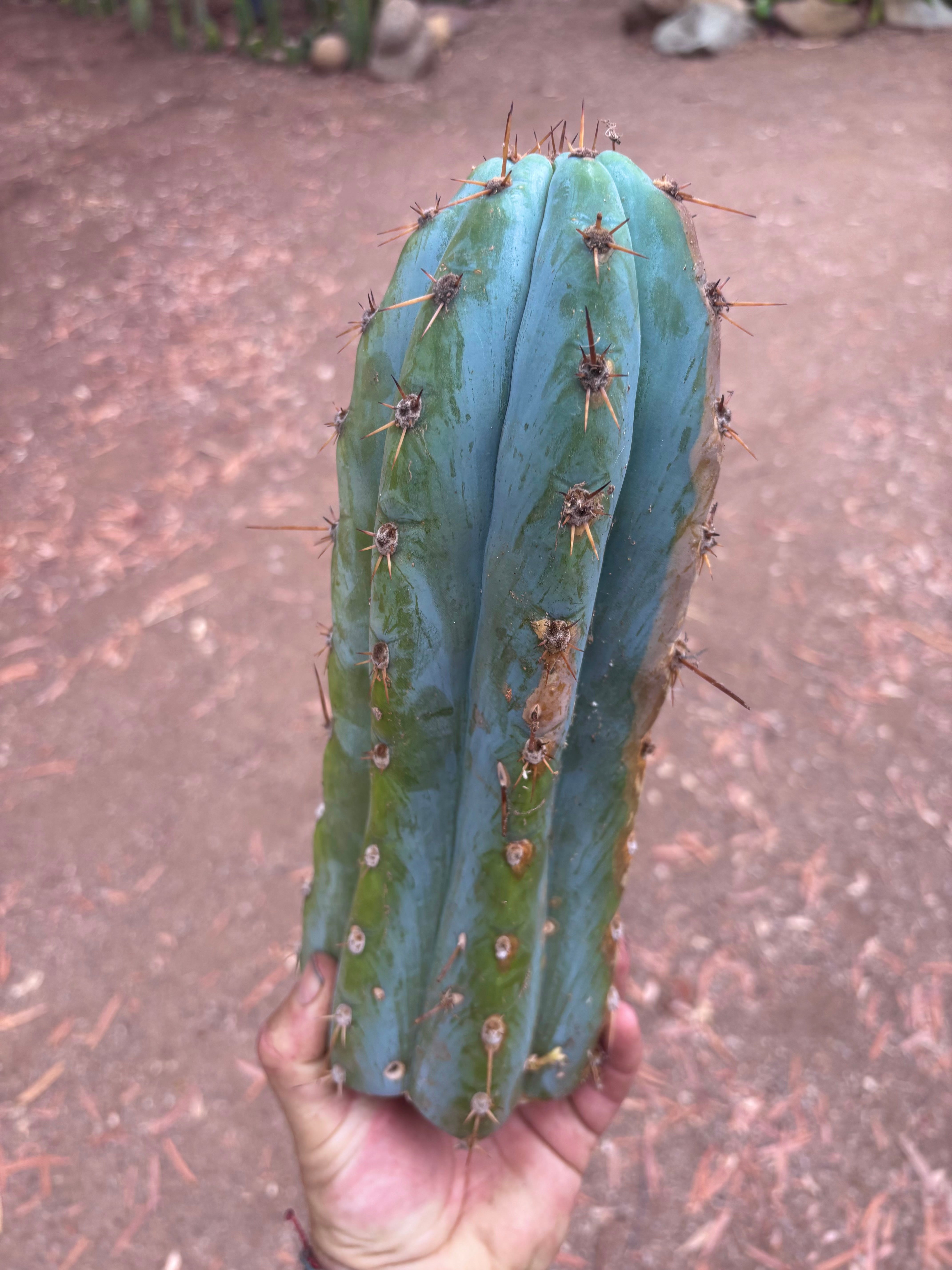 👑 TSSBP — 12” Chonk Tip